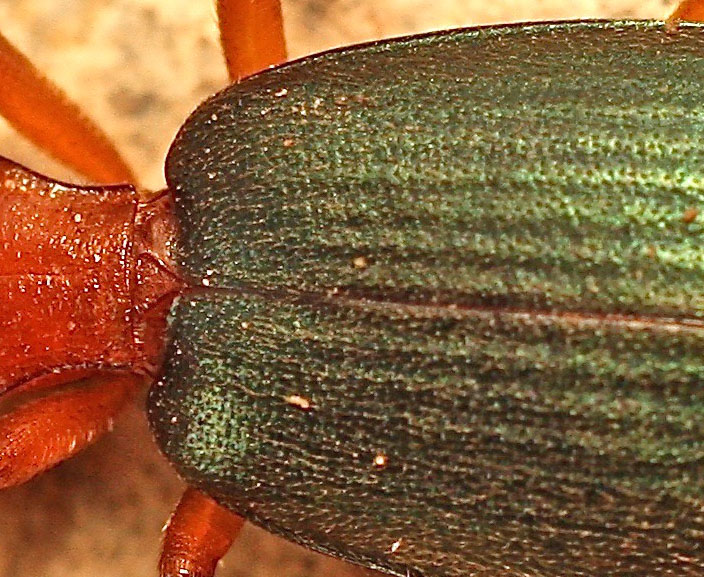 Carabidae:  Brachinus crepitans from Cyprus